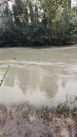 The video shows a wide river with murky water. The left side of the frame features a fishing rod extending into the water. The riverbank is lined with green grass and some bare ground. In the background, there is a dense line of trees with a few leaves visible. The right side of the frame has a partial view of a tree with white and dark bark, its base submerged in the water. The overall scene depicts a natural outdoor environment with a river flowing.