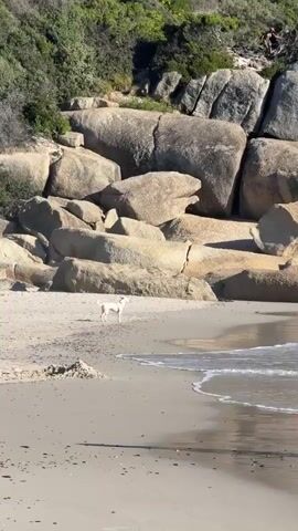 A white dog stands on a sandy beach, facing a formation of large boulders. Gentle waves lap at the shore. Behind the boulders, lush vegetation covers a hillside. A building is visible in the background. The dog seems to be sniffing the air and looking around.