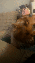 Rainy evening at a rural Estonian home, dogs and details