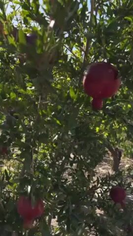 The video shows a pomegranate tree laden with ripe, red pomegranates. The camera focuses on several of the fruits hanging from the branches amidst green leaves. The sky is visible in the background, suggesting it is a sunny day. The ground appears dry and sandy.