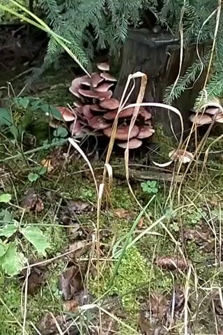 A cluster of brown mushrooms grows at the base of a tree stump in a forest. The mushrooms are clustered together, with some growing on top of others. The tree stump is covered in moss, and the ground around it is also covered in moss and fallen leaves. A fir tree with green needles is visible in the background. The lighting is dim, suggesting it is daytime but the sun is not directly visible. There are dry grass stalks in the foreground obscuring some of the view.