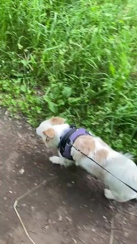 A white and tan dog wearing a purple harness and leash sniffs along the edge of a dirt path. Tall green grass and plants grow to the left of the path.