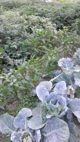 A video captures an overhead view of a garden filled with various vegetables. In the foreground, large cabbage plants with their characteristic purple-tinged leaves are visible. Behind them, rows of smaller plants, possibly chili peppers and tomatoes, extend into the background. The garden appears dense and lush, with the plants closely spaced. The ground is dark and appears to be soil. In the distance, hints of structures, possibly buildings or fences, can be seen, suggesting the garden is in a residential or semi-rural area. The lighting suggests it might be daytime, possibly overcast or late in the day, as there are no strong shadows. The overall impression is one of a thriving vegetable garden.