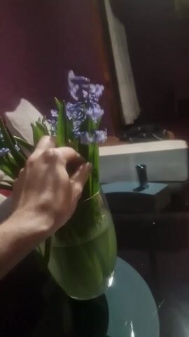 The video shows a hand adjusting purple hyacinth flowers in a glass vase filled with water. The vase sits on a dark, glossy table. Behind the vase, a pillow is visible on a couch. The room has a purple wall and a piece of furniture with a white object on top. The hand moves the stems of the flowers to adjust them in the vase.