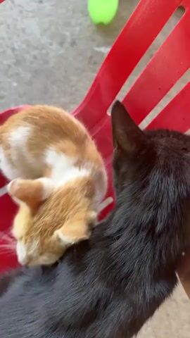 A close-up overhead shot shows two kittens on a red plastic chair. A black kitten is lying down on the chair, facing away from the camera. Its back is being petted by a hand with white-painted fingernails and a silver bracelet. An orange and white kitten is standing on the chair behind the black kitten, also facing away from the camera, and appears to be interacting with the black kitten's fur. The background is blurred, but hints of a grey, possibly concrete, surface and a green object are visible.