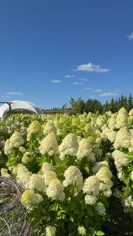 The video shows a slow pan across a field of hydrangeas under a clear blue sky. The hydrangeas are predominantly white and light pink, with some appearing to be transitioning to a darker pink. In the background, there is a large white domed structure and a wooden swing set. Trees line the horizon, and some fluffy white clouds are visible in the sky. The ground is covered in grass and the hydrangeas. The camera pans from right to left, moving through the field of flowers.