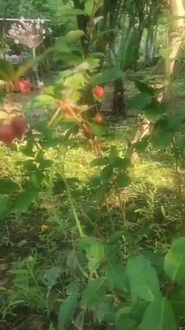 This is a short video clip of a plant with red berries, likely a bush or small tree, in an outdoor setting. The background suggests a garden or natural area with other plants, some of which are out of focus. The lighting indicates it is either early morning or late afternoon, with sunlight filtering through the leaves, creating a warm and slightly hazy atmosphere. The weather appears to be calm. The plant itself is lush and green, with clusters of bright red berries visible on its branches. Some of the berries are round, while others are slightly elongated. The video is handheld and slightly shaky, giving it a natural, unpolished feel. There is no visible text in the video. The overall impression is one of peaceful, natural beauty.