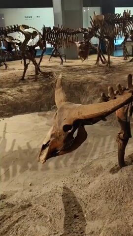 The video displays a museum exhibit of fossilized animal skeletons. In the foreground, a close-up shot focuses on the skull and partial skeleton of an animal with large, curved horns. The skull is positioned facing the camera, with its jaws slightly open. The skeleton is arranged in a manner suggesting it is standing. The surrounding environment is sandy, with artificial dirt mounds and shadows cast by unseen objects or lighting. In the background, several other animal skeletons are visible, also displayed in poses that mimic standing or walking. These background skeletons appear to be of similar types of animals, possibly large herbivores. The lighting is dim, with spotlights illuminating the exhibits. The overall impression is of a paleontology exhibition in a museum setting.