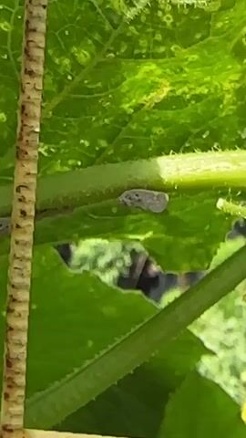 A close-up video shows a bee on a yellow cucumber flower. The bee is moving its legs and antennae, and its wings are partially visible. The flower is open, and its petals are a vibrant yellow. The background is blurred, but it appears to be a garden setting with green leaves and a hint of sunlight. The video is shaky at times, but the subject remains in focus.