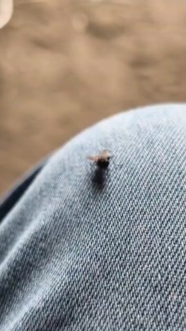 A close-up, eye-level shot focuses on a single, dark-colored fly resting on a textured blue fabric, likely denim. The fly is positioned centrally on the fabric, with its wings slightly spread and its legs visible. The fabric displays a clear weave pattern. The background is softly blurred, showing a muted, sandy or earthy tone, suggesting an outdoor setting. The lighting appears natural, casting a subtle shadow from the fly onto the fabric. The camera remains stationary throughout the brief clip, and there is no discernible movement from the fly or its surroundings.