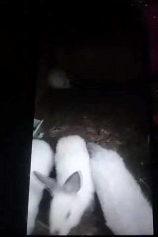This video shows a close-up view of several young white rabbits in a dimly lit enclosure. The rabbits are clustered together on a surface that appears to be dirt and straw. Some of the rabbits are facing the camera, while others are facing away. Their ears are visible, and some have dark markings on their ears. The lighting is poor, making it difficult to discern fine details of the environment. There is a white plastic object visible in the upper left portion of the frame. The video is shaky and the focus is not always sharp.