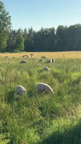 A flock of sheep graze peacefully in a sun-drenched meadow. Tall green grass dominates the foreground, with several sheep in focus, their heads down as they eat. In the background, the meadow transitions to a drier, golden-hued field, and a dense line of trees forms the horizon. The sky is a clear, bright blue, indicating a sunny day. The camera is positioned at a low angle, looking slightly up at the sheep. The overall impression is one of tranquility and natural beauty.