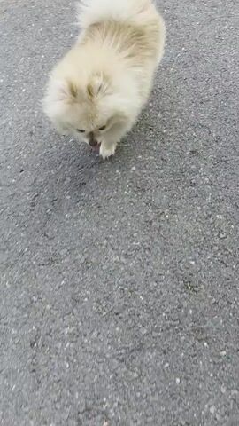 A fluffy, cream-colored Pomeranian dog with a bushy tail trots across a gray asphalt surface. The dog is facing left, with its tongue slightly out, appearing energetic and playful. The ground is a typical paved road, showing some texture and small debris. The lighting suggests it's daytime, likely outdoors, given the clear visibility. The scene is simple, focusing solely on the dog's movement. There is no visible text in the media. The location is Indzhe Voyvoda, Bulgaria.