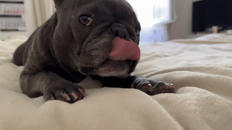 French Bulldog's lazy afternoon with a side of fetch
