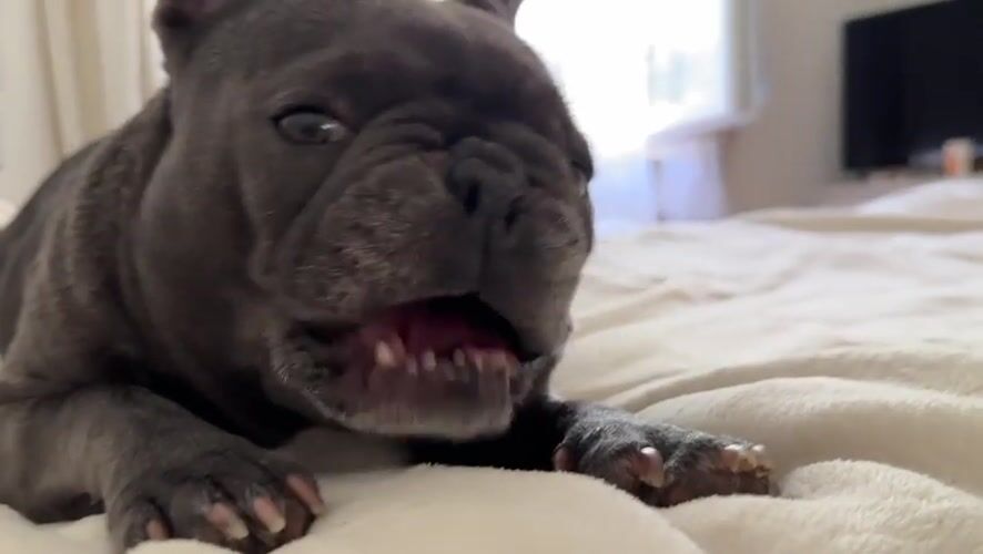 French Bulldog's lazy afternoon with a side of fetch