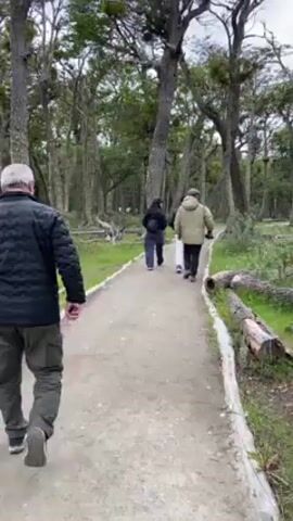 A group of four people are walking along a dirt path in a forest. The person filming is walking slightly behind the group. The first person in the group is a man in a black puffer jacket and khaki pants. The other three people are walking closer together, and are wearing darker clothing. The path is lined with logs on either side. There are tall, thin trees with gray bark on either side of the path. The forest floor is covered in grass and fallen leaves. The sky is overcast.