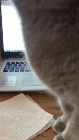 A short, close-up video shows a gray cat with yellow eyes looking at the camera, sitting next to a laptop on a wooden desk. The cat looks around slightly, and then lowers its gaze.  A piece of paper is also visible.
