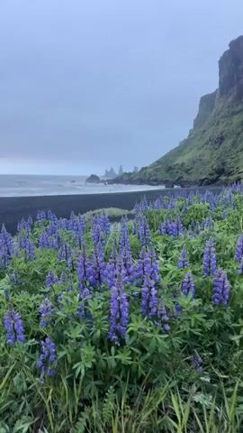The video shows a field of purple lupine flowers in the foreground, with a black sand beach and the ocean in the background.  A green, grassy cliff rises on the right side of the frame.  There are rock formations visible in the ocean. The sky is overcast. The camera is still.  Two people can be seen walking on the beach.