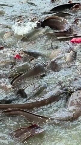 A school of catfish thrash in shallow, murky water near the shore, feeding. The fish are a variety of sizes and colors, with some appearing to be larger than others. They are actively swimming and splashing as they consume food, which is not clearly visible but appears to be small pieces. Some of the fish have distinct barbels around their mouths. The water is disturbed and opaque, suggesting that the bottom is close. The background of the video shows a body of water with trees and a building in the distance. The lighting suggests it is daytime.