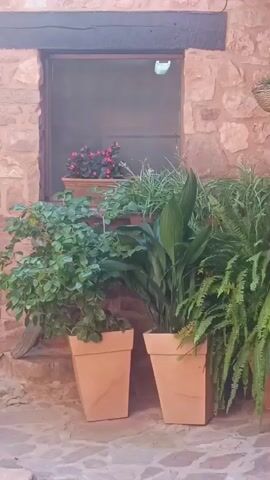 The video pans across an outdoor scene featuring a stone building with a wooden door and a window. Several potted plants, including ferns and flowering plants, are arranged in front of the building and on the windowsill. A wooden chair and a table are visible in the foreground. The overall environment appears to be a courtyard or patio, with dappled sunlight suggesting an outdoor setting.