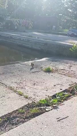 This media file shows a group of ducklings and their mother on a concrete embankment next to a body of water. The scene is a marina with sailboats docked in the background. The sun is shining, suggesting it is a clear day, likely in the morning or late afternoon given the angle of the light. The ducklings are exploring the area, with some venturing close to the water's edge. The mother duck is keeping a watchful eye over her brood. There are some scattered pieces of food on the ground, which the ducklings appear to be pecking at. The overall atmosphere seems peaceful and serene, capturing a common sight in a natural or semi-natural environment near water. The location cues, such as the marina and sailboats, along with the mention of Sztynort, Poland, pinpoint the setting.