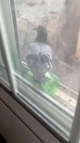 A pigeon sits on a windowsill outside a window. The pigeon is gray with black and white markings on its wings and tail. It is facing away from the camera, and its head is turned to the side. The pigeon is sitting on a green plastic bottle that has been cut in half. The bottle appears to be a makeshift bird feeder. The window has a screen, and the view outside is blurry. The light suggests it is daytime.