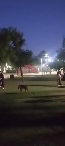 The video captures a nighttime scene in a park. Several people can be seen walking and standing on the grass, accompanied by their dogs. The park is illuminated by streetlights, and trees are visible in the background. One person wearing red pants and another with a white shirt are at the center of the scene. The dogs are moving around, and the people seem to be engaging with each other. The overall environment is dark with lights scattered throughout the park, creating shadows.