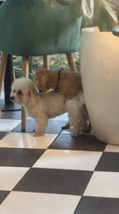 Dogs play at cafe during morning hours in Sukawati