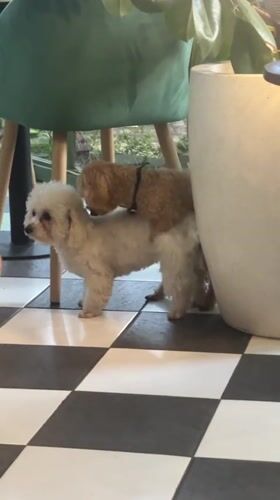 Dogs play at cafe during morning hours in Sukawati