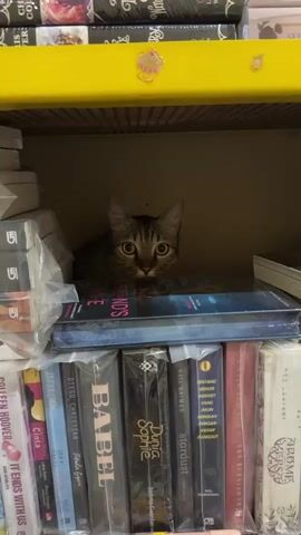 A tabby cat with wide, alert eyes peeks out from behind a stack of books on a shelf. The cat is in the center of the frame, its body mostly hidden by the books. The shelf is filled with books, many of which are wrapped in plastic. The top shelf has a yellow trim and some decorative stickers. The cat appears to be in a bookstore or library.