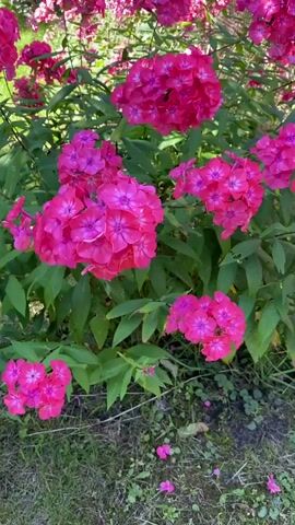 A cluster of bright pink phlox flowers bloom in a garden. The camera pans across the flowers and their green leaves, with a hint of grass and dirt visible in the foreground. The sun shines on the scene, casting a warm light on the vibrant colors. No people or animals are present.