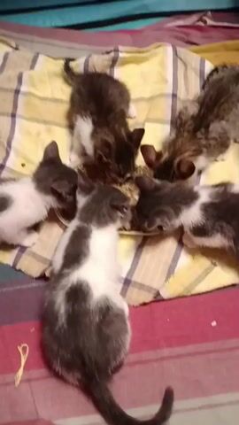Five kittens are gathered around a plate of food on a blanket. The blanket is yellow and plaid, with red and blue stripes at the bottom. The kittens are various shades of gray, black, and white. They are all eating from the plate. One kitten is standing and looking at the camera.