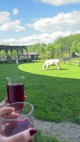 The video shows a scene of a light-colored cow grazing on a green, grassy field under a partly cloudy, blue sky. The camera starts focused on two glasses filled with a red liquid in someone's hand, then the focus shifts to the cow and the surrounding landscape. In the background, there's a wooden pergola, a small house, and a swing set. A wooden fence runs along the edge of the property, and trees are visible further back. A small child is playing on the deck of the house in the background.