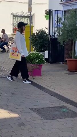 A person wearing a black baseball cap, a white long-sleeved shirt, black pants, and black sneakers with white stripes walks a small, tan dog on a leash down a cobblestone street. The person carries a tote bag with colorful figures on it over their left shoulder. To the right of the person and dog, there is a large blue planter with pink flowers and a small tree. Behind the person, there is a white building with windows and a closed blue metal gate. A green garbage bin is visible on the left side of the street. The dog is looking to the right.