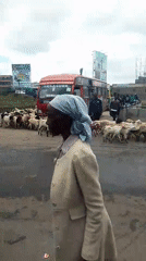 Goat herd disrupts morning traffic in urban Nairobi streets