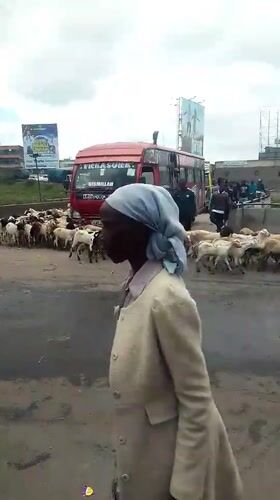 Goat herd disrupts morning traffic in urban Nairobi streets