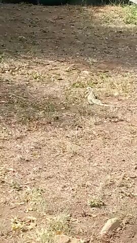 The video shows a lizard on dry dirt and sparse greenery. The lizard is medium-sized, with a long tail and mottled grey and green coloring. It moves slowly and adjusts its position on the ground.  The background is a mixture of bare dirt, dead leaves, and a few small plants.  The lighting is dappled, suggesting the scene is partially shaded.