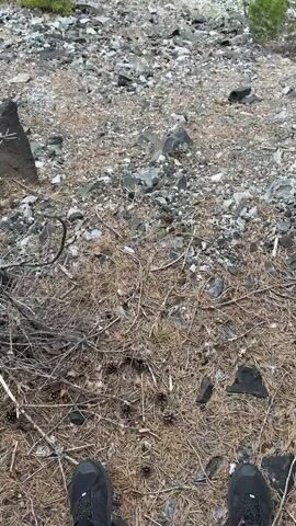 The video shows a downward shot of a rocky, pine needle-covered area with the viewer's feet in the bottom of the frame wearing black hiking shoes. The camera pans up to reveal a forested hill in the background under an overcast sky. The rocky area is covered with various sizes of dark gray rocks and light brown pine needles and dead twigs. The forest in the background is a mix of deciduous trees and coniferous trees. The sky is overcast and gray.