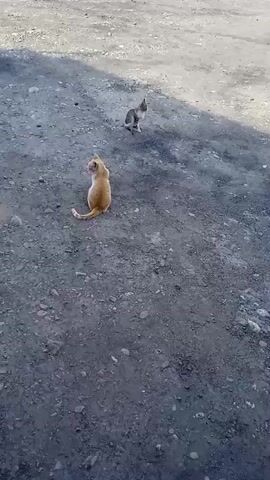 Two cats are in a dirt and gravel area. One cat is orange and sitting facing away from the camera. The other cat is smaller and tabby-colored and is walking towards the orange cat.