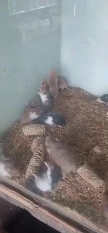 The video shows a close-up of a glass enclosure filled with a large group of small hamsters, possibly young ones. The floor of the enclosure is covered with a layer of light brown bedding material, which appears to be some type of grain or wood shavings. Several pieces of what looks like dried corn on the cob are scattered amongst the bedding. The hamsters are various shades of brown, white, and black, with some being solid colors and others having patches. They are mostly clustered together, with some standing on their hind legs, sniffing the air, while others are grooming themselves or interacting with each other. The lighting is somewhat dim, suggesting the video might have been taken indoors or in low light conditions. The focus is on the hamsters and their environment, with no humans or other animals visible.
