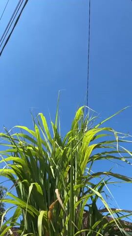 A low-angle shot looks up at a large clump of green grass swaying in the wind against a clear blue sky. A few black electrical wires are visible in the upper portion of the frame, running horizontally and diagonally. The grass is lush and vibrant, with long, thin blades. The lighting suggests it is daytime, likely sunny. There are no people or animals visible in the frame. The background is mostly sky with a hint of what appears to be a building or roofline in the lower right corner.