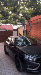 Dawn wildlife encounters with parked car documented by witnesses
