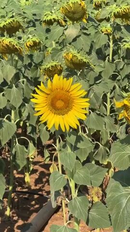 A field of sunflowers is shown. The camera pans across the field, focusing on a single bright yellow sunflower in the foreground. Most of the other sunflowers have drooping heads and are in various stages of development. The leaves of the sunflowers are large and green. The ground appears to be dry earth, with some irrigation tubing visible. The sky is a clear blue. The overall impression is a sun-drenched agricultural landscape.