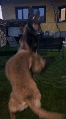 Dogs play in Koprivshtitsa backyard