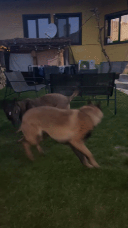 Dogs play in Koprivshtitsa backyard