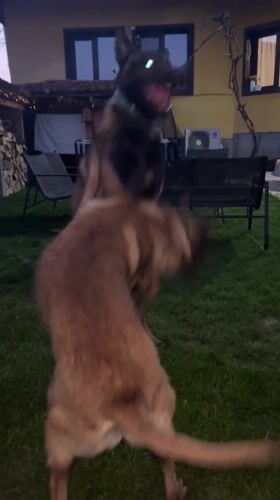 Dogs play in Koprivshtitsa backyard