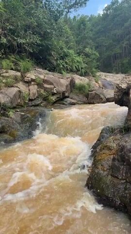 A fast-flowing river with muddy brown water cascades over rocks. Lush green foliage and pine trees are visible on the rocky banks and in the background, under a bright, overcast sky.