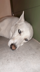 White husky fully zoned out on a Dubai floor