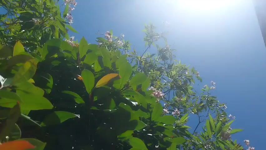 The video shows a low-angle shot looking up at a bright blue sky with the sun shining intensely, creating lens flare. In the foreground, there are green leaves and some small pink flowers on tree branches. To the right side of the frame, a portion of a building's eave and wall is visible. The camera appears to be stationary.