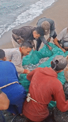 Community fishing operation brings in silver catch in Lhokseumawe